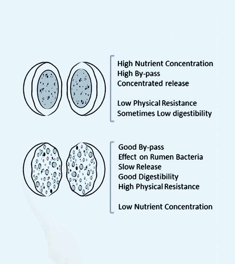 Microtinic PP